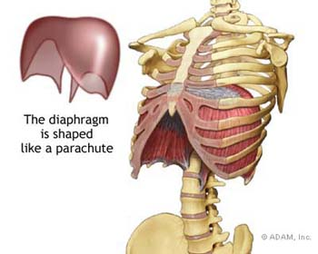 The diaphragm and the rib cage