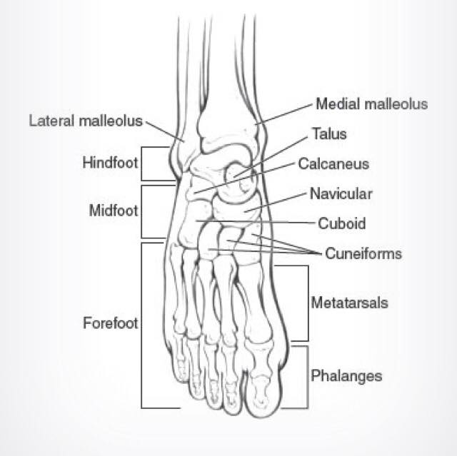 Labeled foot