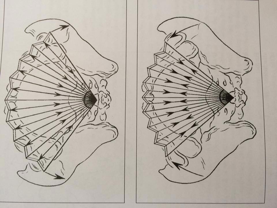 The muscle fan that goes from the sacrum to the front of the pubis