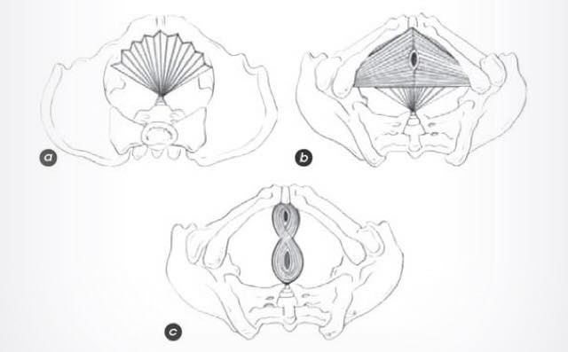 Three layers of the pelvic floor