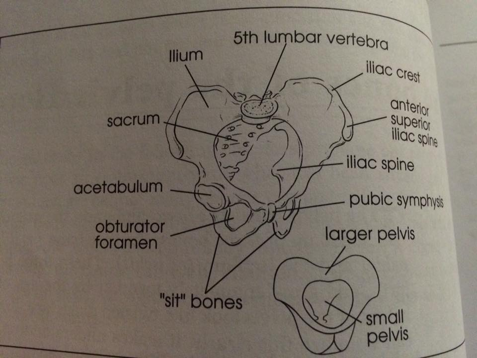 labled-diagram-of-pelvis