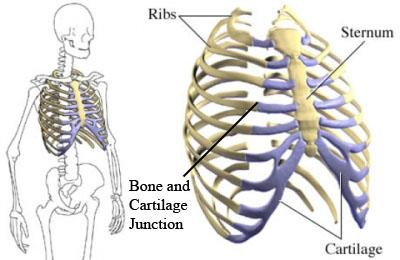 Image from http://www.innova-pain.com/wp-content/uploads/2011/12/the-rib-cage.jpg