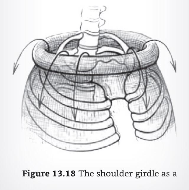 The shoulder girdle as a rolling down turtle-neck