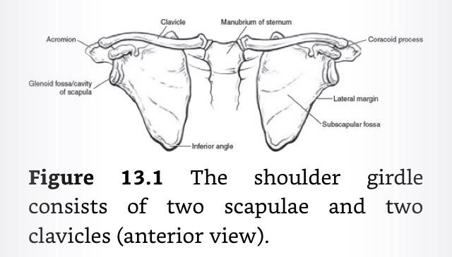 Shoulder girdle