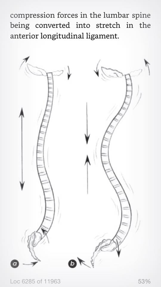 The spine curves deepen in plié