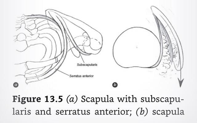 Serratus and subscapularis