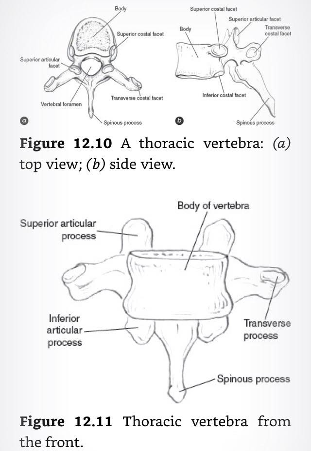 Thoracic vertebra, looking like a giraffe